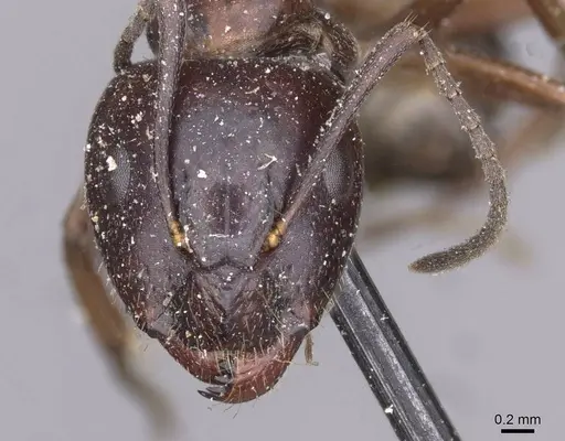 Camponotus nitens specimen CASENT0910004 image casent0910004_2