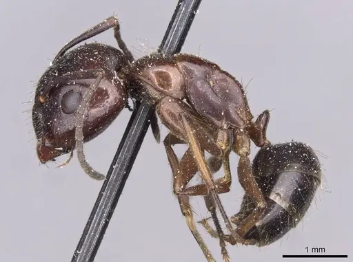 Camponotus nitens specimen CASENT0910004 image casent0910004_3