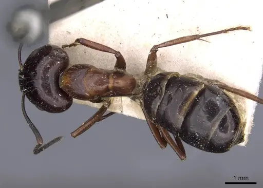 Camponotus nitens specimen CASENT0910005 image casent0910005_1