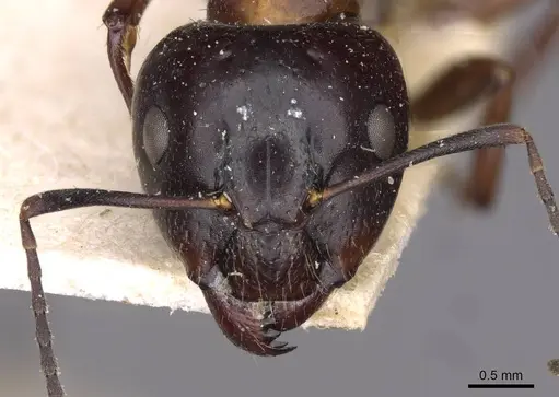 Camponotus nitens specimen CASENT0910005 image casent0910005_2