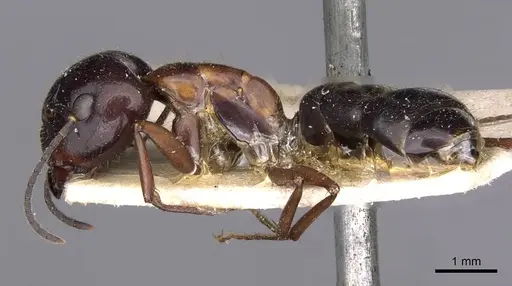 Camponotus nitens specimen CASENT0910005 image casent0910005_3