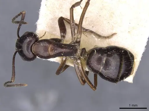 Camponotus nitens specimen CASENT0910006 image casent0910006_1
