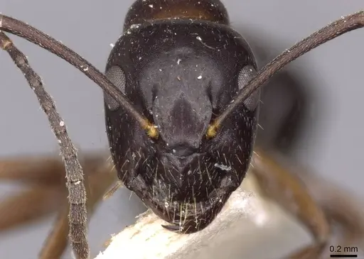 Camponotus nitens specimen CASENT0910006 image casent0910006_2