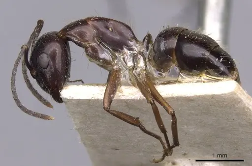Camponotus nitens specimen CASENT0910006 image casent0910006_3