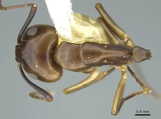 Camponotus nitens specimen CASENT0914437 image casent0914437_1