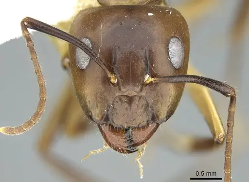 Camponotus nitens specimen CASENT0914437 image casent0914437_2