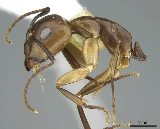 Camponotus nitens specimen CASENT0914437 image casent0914437_3