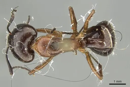 Camponotus nitens specimen CASENT0915796 image casent0915796_1