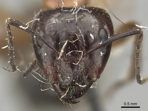 Camponotus nitens specimen CASENT0915796 image casent0915796_2