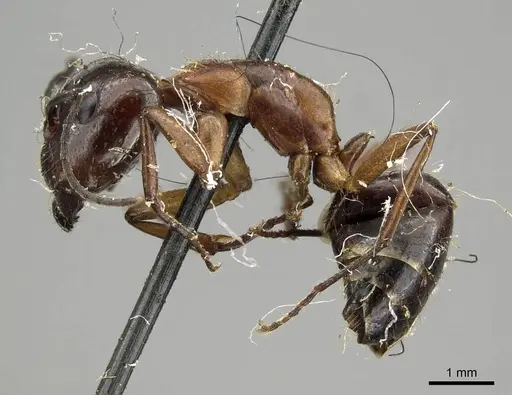 Camponotus nitens specimen CASENT0915796 image casent0915796_3
