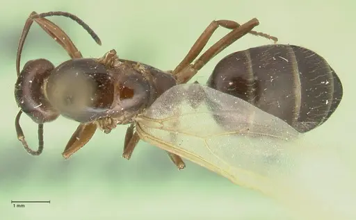 Camponotus nitens specimen FOCOL2354 image focol2354_1