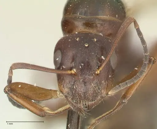 Camponotus nitens specimen FOCOL2354 image focol2354_2