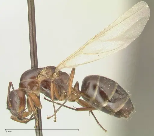 Camponotus nitens specimen FOCOL2354 image focol2354_3