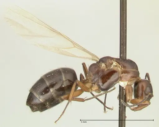Camponotus nitens specimen FOCOL2354 image focol2354_4