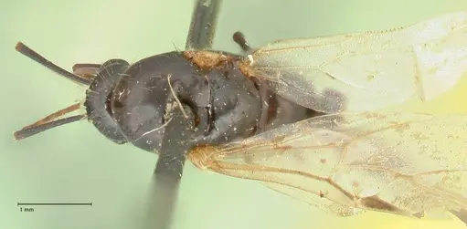 Camponotus nitens specimen FOCOL2355 image focol2355_1