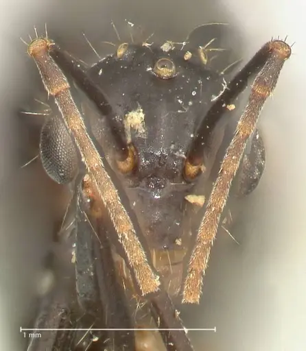 Camponotus nitens specimen FOCOL2355 image focol2355_2