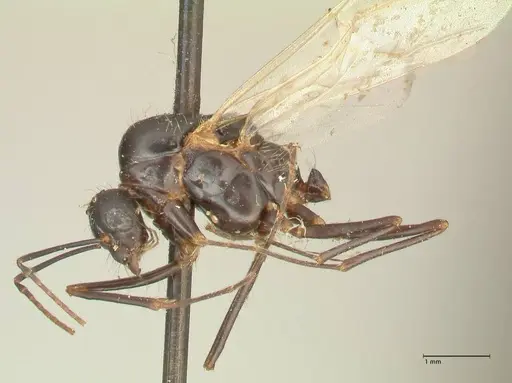 Camponotus nitens specimen FOCOL2355 image focol2355_3