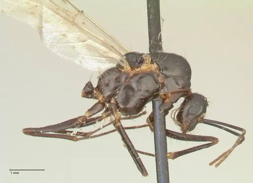 Camponotus nitens specimen FOCOL2355 image focol2355_4