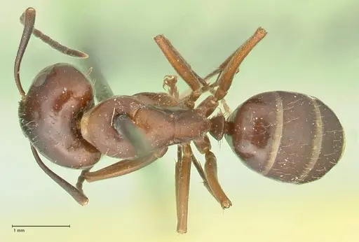 Camponotus nitens specimen FOCOL2356 image focol2356_1