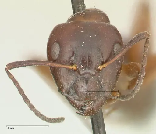 Camponotus nitens specimen FOCOL2356 image focol2356_2