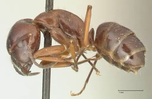 Camponotus nitens specimen FOCOL2356 image focol2356_3