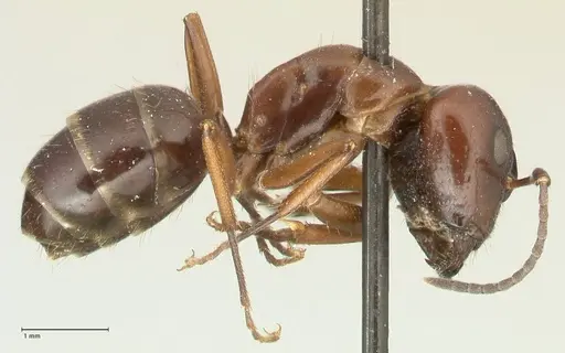 Camponotus nitens specimen FOCOL2356 image focol2356_4