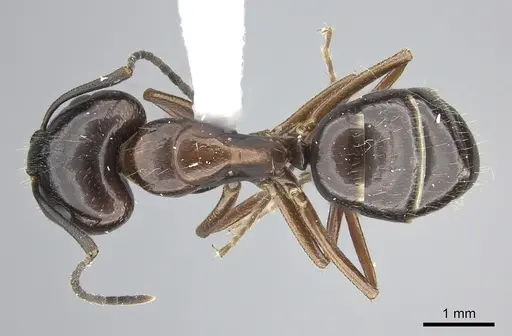 Camponotus nitens specimen JTLC000001743 image jtlc000001743_1