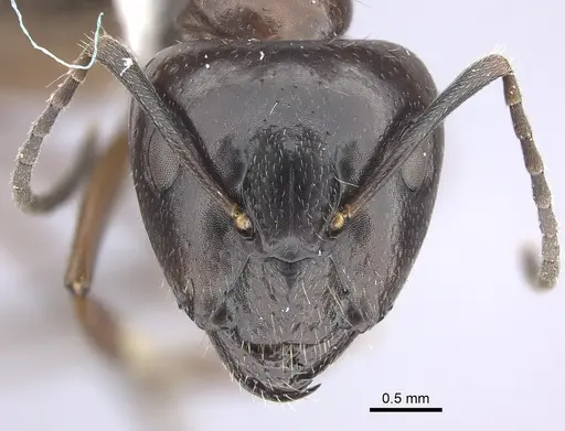 Camponotus nitens specimen JTLC000001743 image jtlc000001743_2