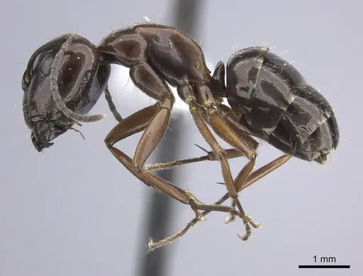 Camponotus nitens specimen JTLC000001743 image jtlc000001743_3
