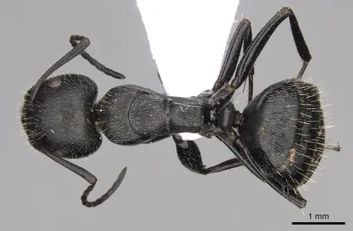 Camponotus nitidescens specimen CASENT0914422 image casent0914422_1