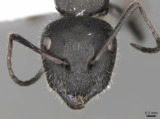 Camponotus nitidescens specimen CASENT0914422 image casent0914422_2
