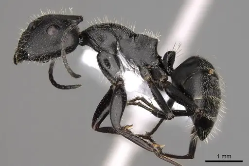 Camponotus nitidescens specimen CASENT0914422 image casent0914422_3