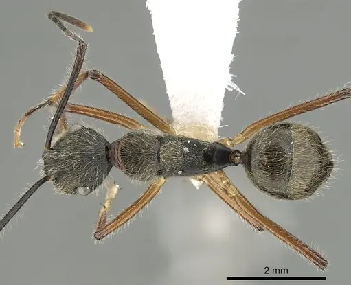 Camponotus nitidior specimen CASENT0280323 image casent0280323_1
