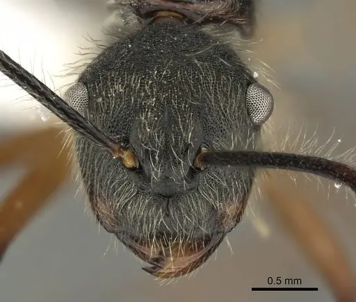 Camponotus nitidior specimen CASENT0280323 image casent0280323_2