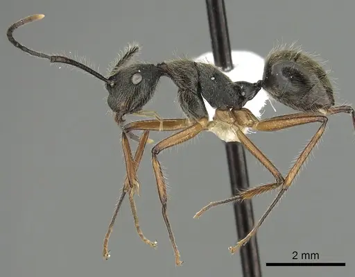 Camponotus nitidior specimen CASENT0280323 image casent0280323_3