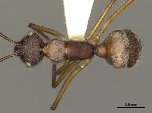 Camponotus nitidior specimen CASENT0280324 image casent0280324_1