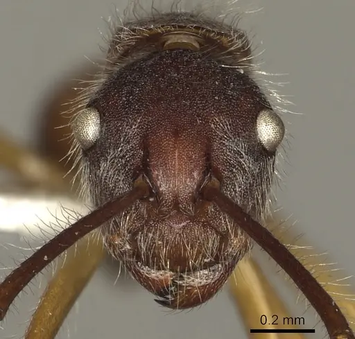 Camponotus nitidior specimen CASENT0280324 image casent0280324_2