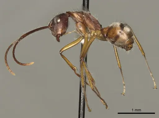 Camponotus nitidior specimen CASENT0280324 image casent0280324_3