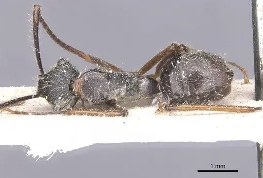 Camponotus nitidior specimen CASENT0912084 image casent0912084_1