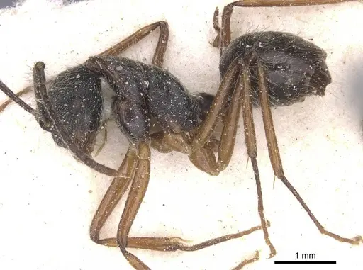 Camponotus nitidior specimen CASENT0912084 image casent0912084_3