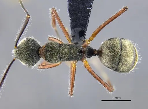 Camponotus nitidior specimen CBUMAGENT41996 image cbumagent41996_1