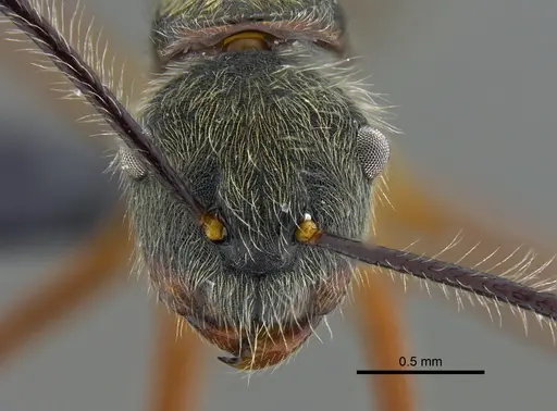 Camponotus nitidior specimen CBUMAGENT41996 image cbumagent41996_2