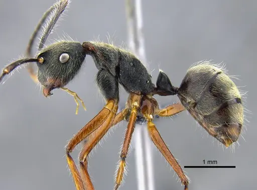 Camponotus nitidior specimen CBUMAGENT41996 image cbumagent41996_3
