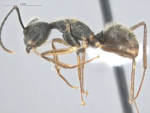 Camponotus nitidior specimen ECOFOG-KOT23-0063-08 image ecofog-kot23-0063-08_3