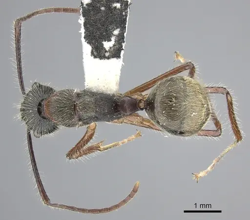 Camponotus nitidior specimen INBIOCRI002281550 image inbiocri002281550_1