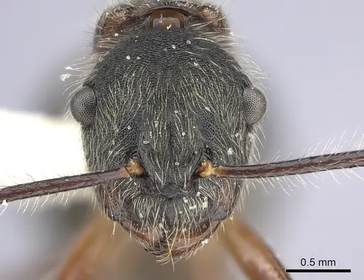 Camponotus nitidior specimen INBIOCRI002281550 image inbiocri002281550_2
