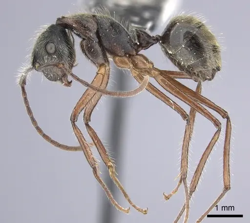 Camponotus nitidior specimen INBIOCRI002281550 image inbiocri002281550_3