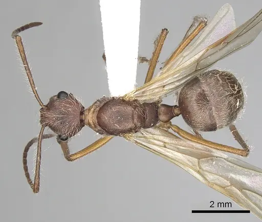 Camponotus nitidior specimen INBIOCRI002281554 image inbiocri002281554_1