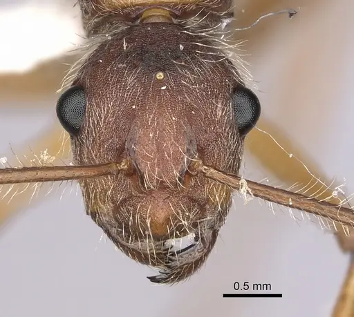 Camponotus nitidior specimen INBIOCRI002281554 image inbiocri002281554_2