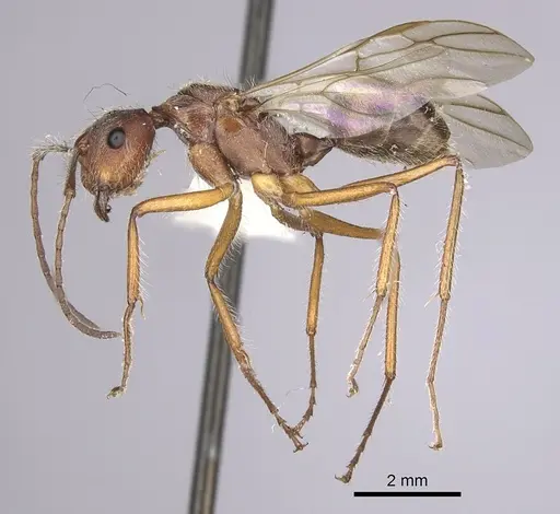 Camponotus nitidior specimen INBIOCRI002281554 image inbiocri002281554_3